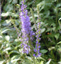  Polsterveronika - Veronica Spicata
