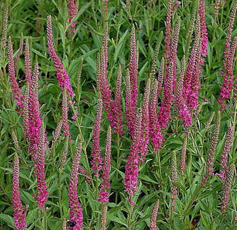  Polsterveronika Rotfuchs - Veronica Spicata