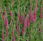  Polsterveronika Rotfuchs - Veronica Spicata