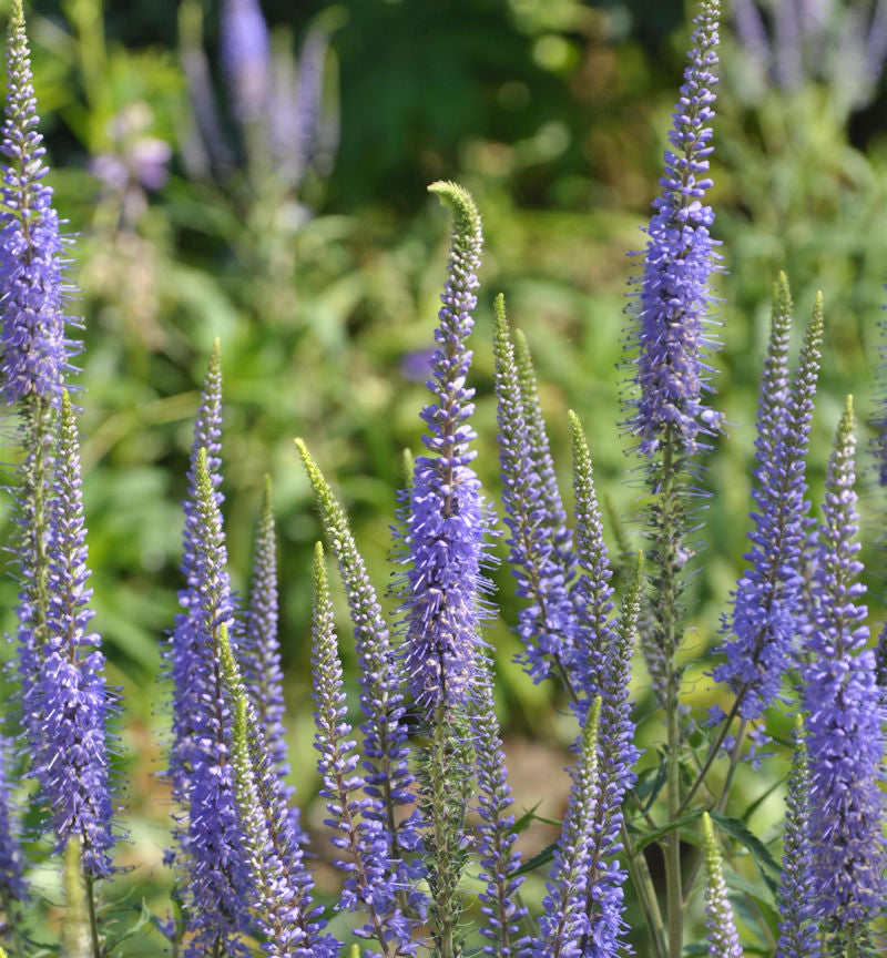  Ehrenpreis Blaue Pyramide - Veronica Subsessilis