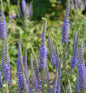  Ehrenpreis Blaue Pyramide - Veronica Subsessilis