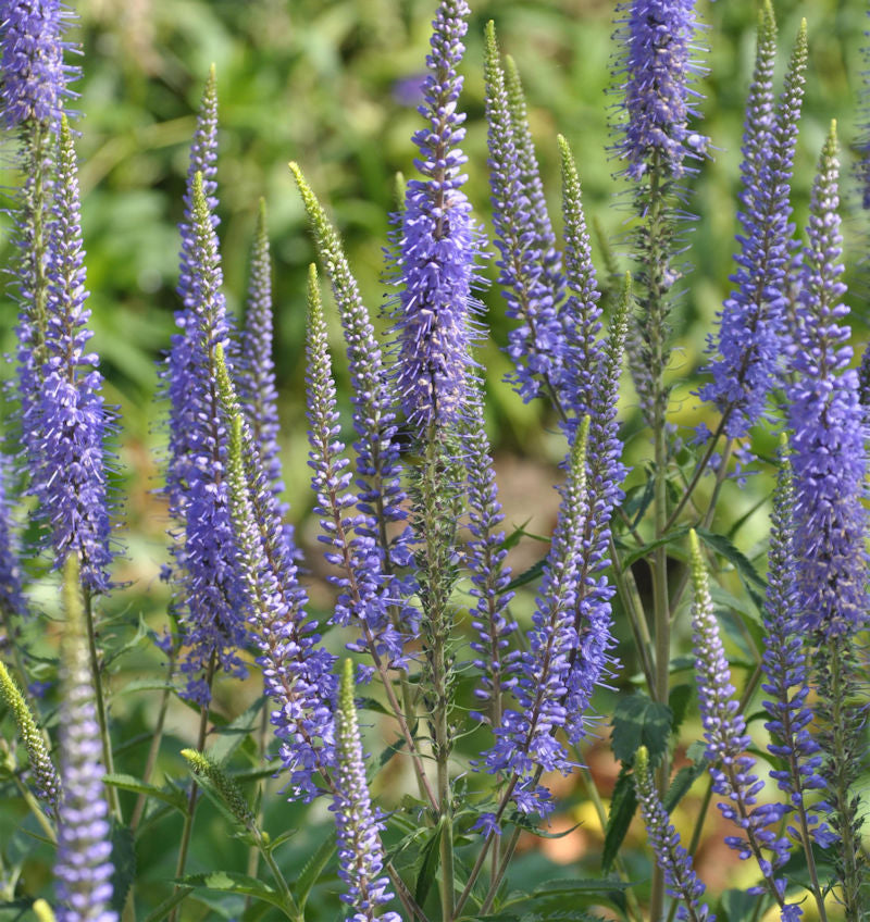 Hoher Wiesenehrenpreis - Veronica Longifolia