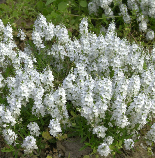  Kriechender Ehrenpreis - Veronica Repens