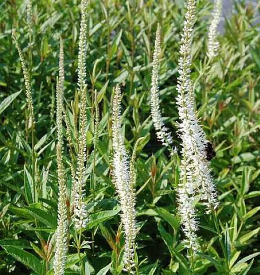  Virginischer Riesen Ehrenpreis Diana - Veronicastrum Virginicum