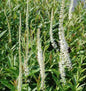  Virginischer Riesen Ehrenpreis Diana - Veronicastrum Virginicum