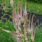 Virginischer Riesen Ehrenpreis Erika - Veronicastrum Virginicum