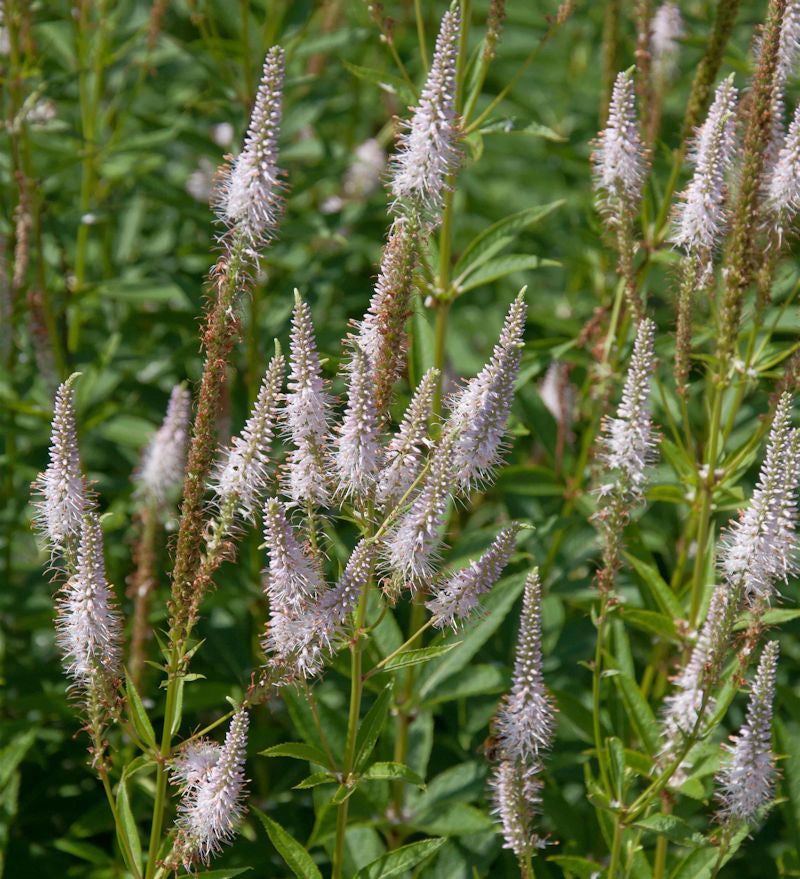  Virginischer Riesen Ehrenpreis Pink Glow - Veronicastrum Virginicum