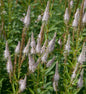 Virginischer Riesen Ehrenpreis Pink Glow - Veronicastrum Virginicum