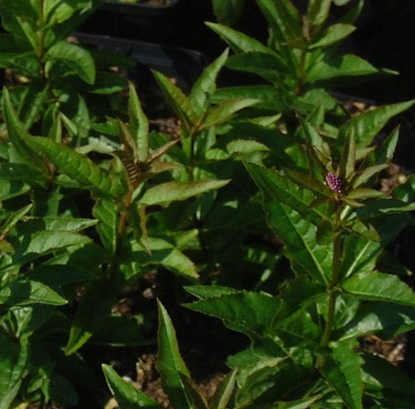  Virginischer Riesen Ehrenpreis Red Arrows - Veronicastrum Virginicum