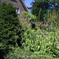  Virginischer Riesen Ehrenpreis - Veronicastrum Virginicum