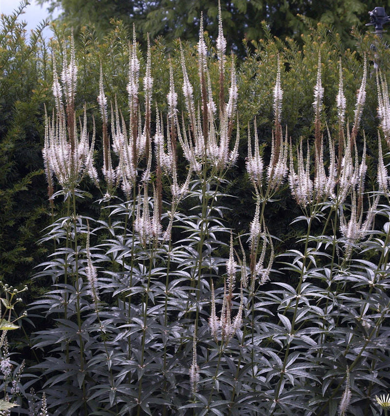  Virginischer Riesen Ehrenpreis Album - Veronicastrum Virginicum