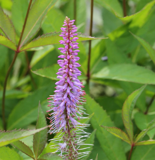 Virginischer Riesen Ehrenpreis Apollo - Veronicastrum Virginicum