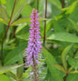  Virginischer Riesen Ehrenpreis Apollo - Veronicastrum Virginicum