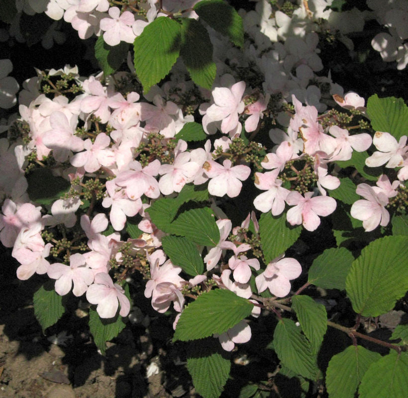  Japanischer Schneeball Pink Beauty 30-40cm - Viburnum Plicatum