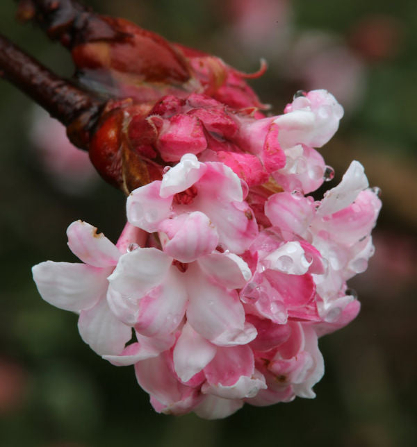  Winterschneeball Dawn 125-150cm - Viburnum Bodnantense
