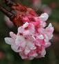  Winterschneeball Dawn 125-150cm - Viburnum Bodnantense