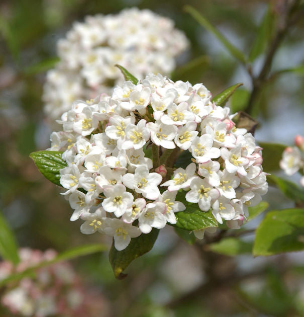 Osterschneeball 80-100cm - Viburnum Burkwoodii