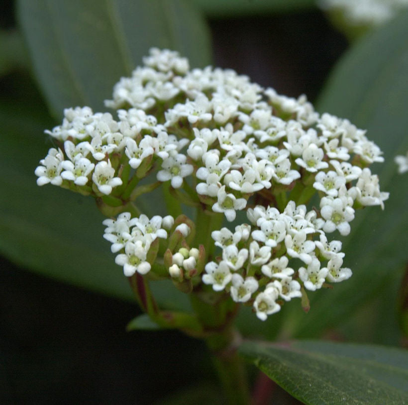  Immergrüner Zwergschneeball 40-60cm - Viburnum Davidii
