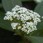  Immergrüner Zwergschneeball 15-20cm - Viburnum Davidii