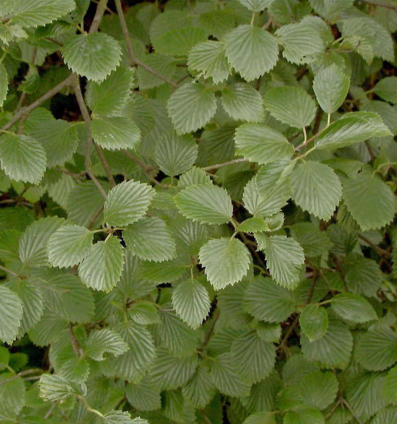  Gezähnter Schneeball Blue Muffin® 125-150cm - Viburnum Dentatum