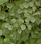  Gezähnter Schneeball Blue Muffin® 125-150cm - Viburnum Dentatum