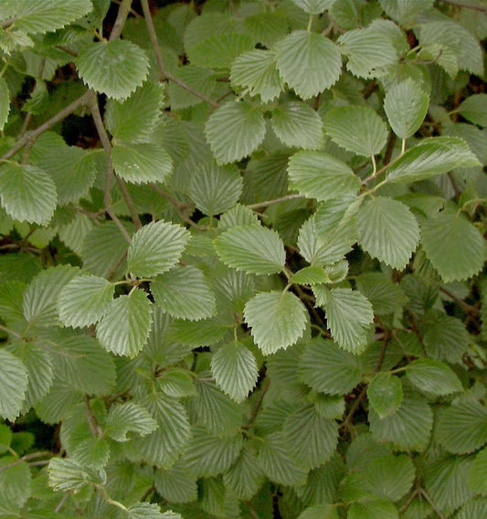  Gezähnter Schneeball Blue Muffin® 60-80cm - Viburnum Dentatum