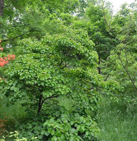  Breitdoldiger Schneeball Sealing Wax 60-80cm - Viburnum Dilatatum