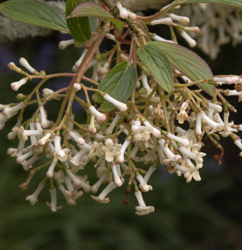  Schneeball Eskimo 40-60cm - Viburnum Erubes