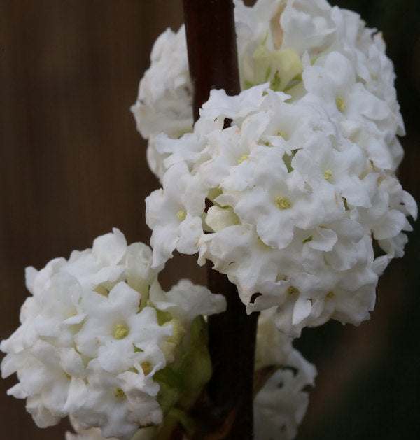  Winter Duftschneeball Candidissimum 80-100cm - Viburnum Farreri