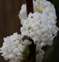  Winter Duftschneeball Candidissimum 80-100cm - Viburnum Farreri