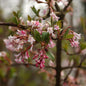  Winter Duftschneeball 100-125cm - Viburnum Farreri