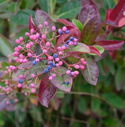  Amerikanischer Schneeball Brandywine® 80-100cm - Viburnum Nudum