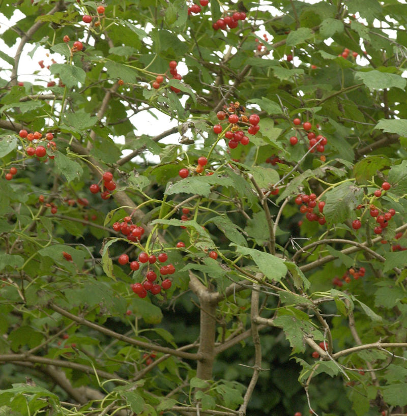  Zwerg Schneeball 80-100cm - Viburnum Opulus