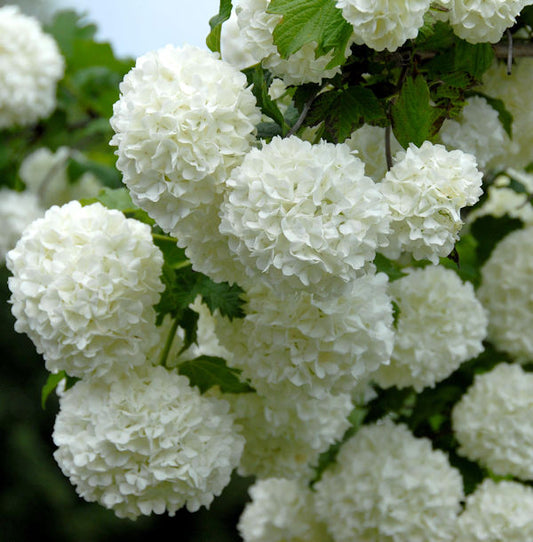  Echter Schneeball 30-40cm - Viburnum Opulus Roseum