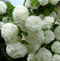  Echter Schneeball 30-40cm - Viburnum Opulus Roseum