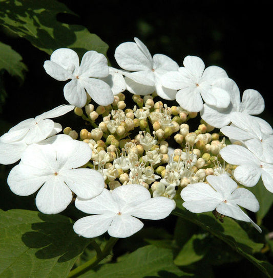  Gemeiner Schneeball 125-150cm - Viburnum Opulus