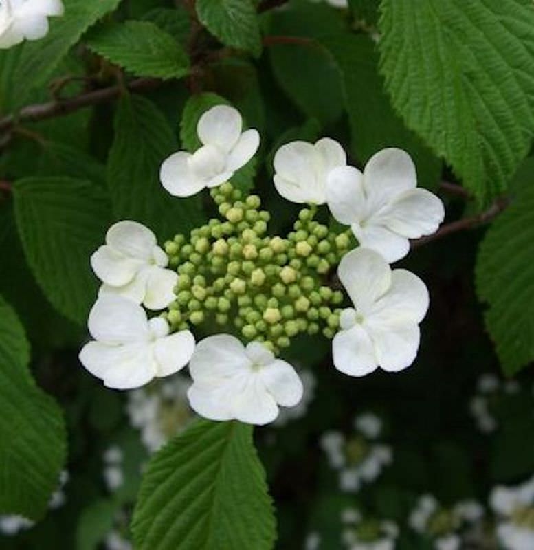  Pyramiden Schneeball Kilimanjaro® 80-100cm - Viburnum Plicatum