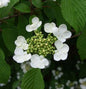  Pyramiden Schneeball Kilimanjaro® 80-100cm - Viburnum Plicatum