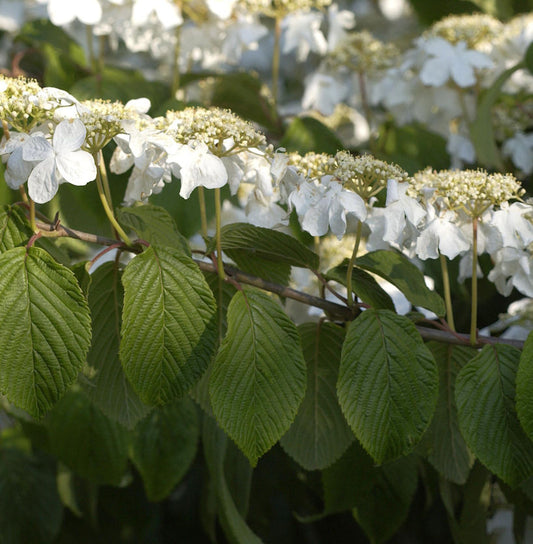 Hochstamm Etagen Schneeball Mariesii 80-100cm - Viburnum Plicatum