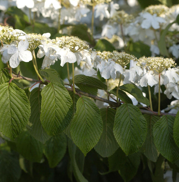 Etagen Schneeball Mariesii 30-40cm - Viburnum Plicatum