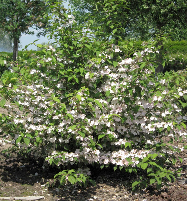  Rosa Pyramiden Schneeball Molly Schroeder 40-60cm - Viburnum Plicatum