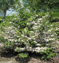  Rosa Pyramiden Schneeball Molly Schroeder 40-60cm - Viburnum Plicatum