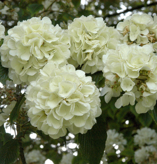  Japanischer Schneeball Openeing Day 40-60cm - Viburnum Plicatum