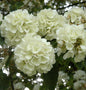  Japanischer Schneeball Openeing Day 40-60cm - Viburnum Plicatum