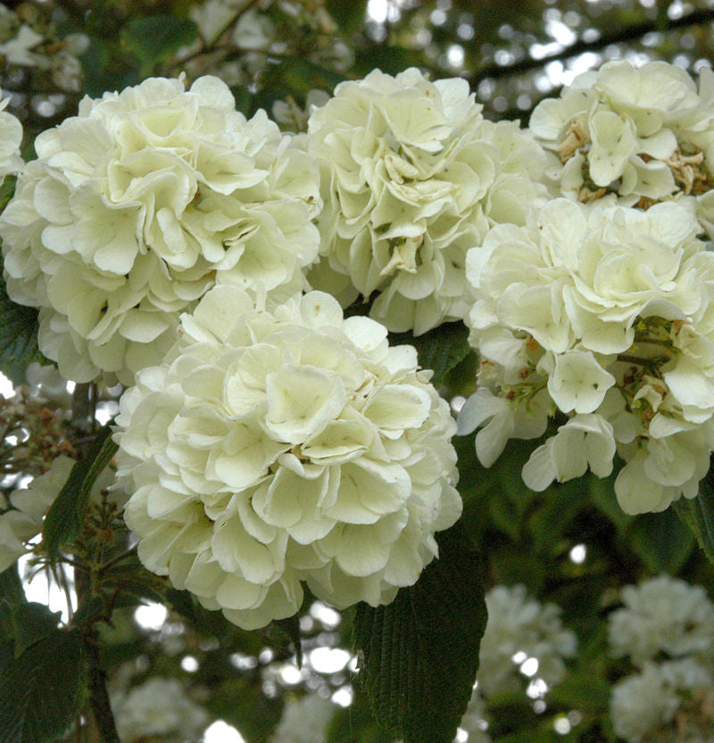  Japanischer Schneeball Openeing Day 60-80cm - Viburnum Plicatum