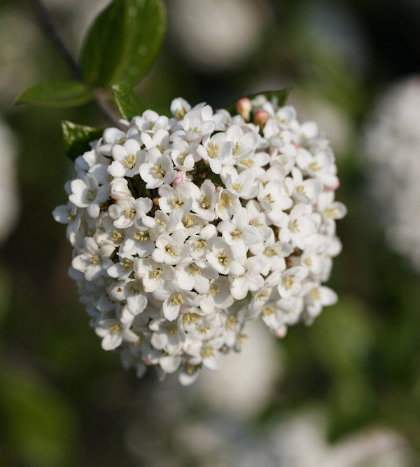  Hochstamm Schneeball Schroeders Nadine 80-100cm - Viburnum Plicatum