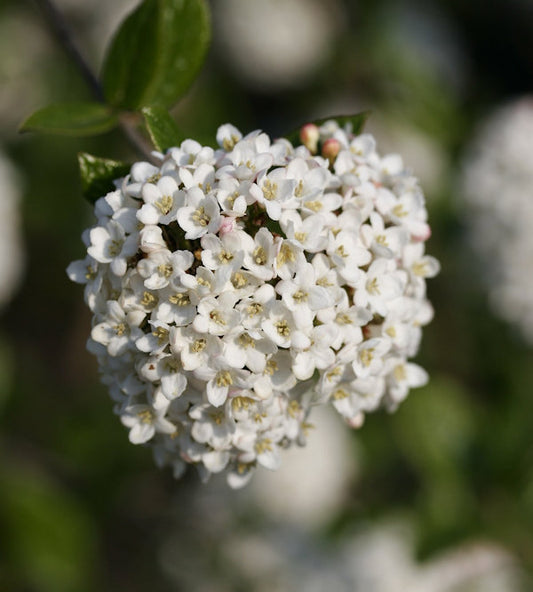  Hochstamm Schneeball Schroeders Nadine 80-100cm - Viburnum Plicatum