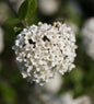  Hochstamm Schneeball Schroeders Nadine 80-100cm - Viburnum Plicatum