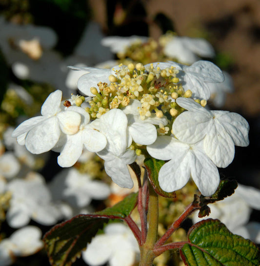  Hochstamm Japanischer Schneeball Summer Snowflake 60-80cm - Viburnum Plicatum