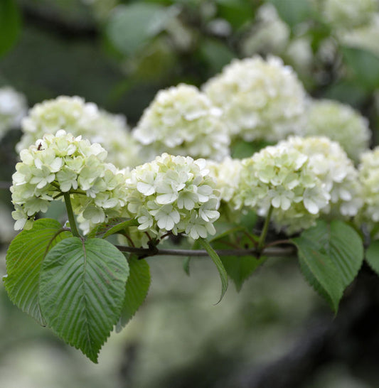  Japanischer Schneeball Rotundifolium 80-100cm - Viburnum Plicatum